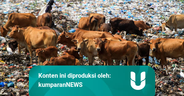 Sapi Makan Sampah di TPA Jatibarang, Menteri LHK Siapkan Padang Rumput